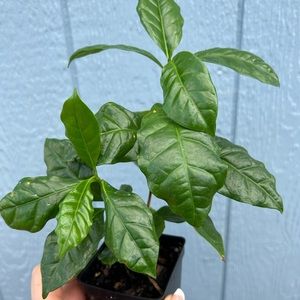 Coffea arabica (coffee plant)